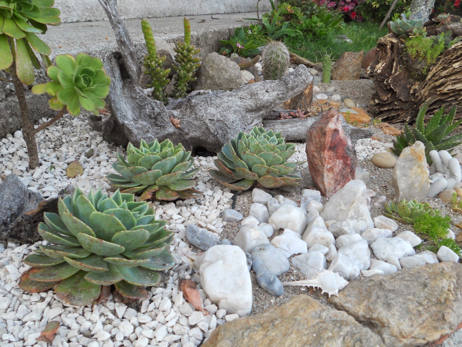 Jardim composto por pedras e plantas suculentas, que exigem pouca água e manutenção